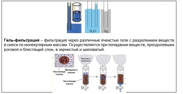 Метод гель фильтрации